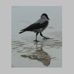 Corvus corone cornix - Nebelkraehe rueg 02.jpg